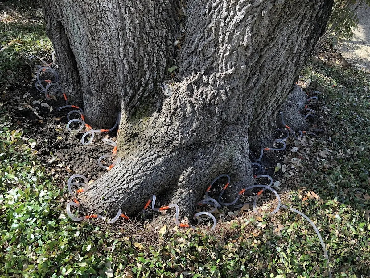 Detailed Tree Cabling and Bracing job site in Langlois
